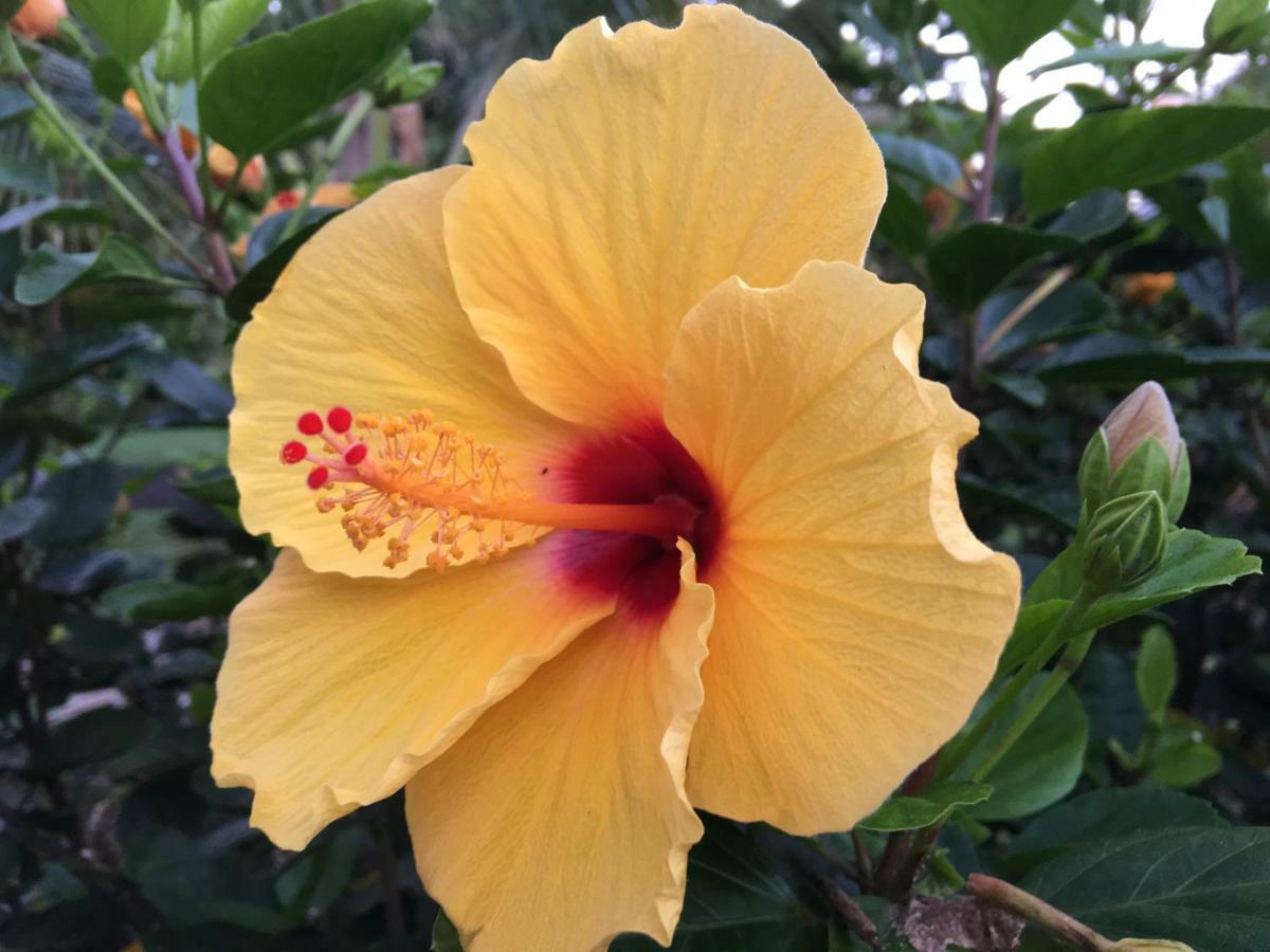 Mediteranean Style Ohana Rental / Garden Bungalow In Pahoa Honolulu Landing Luaran gambar